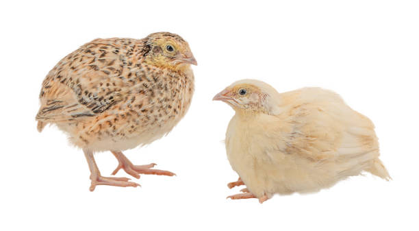 istock two types of quail isolated on white background 2181535540