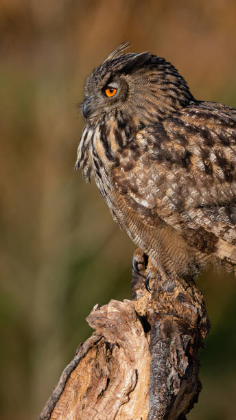 istock Eurasian eagle owl side view autumn portrait 2181536692