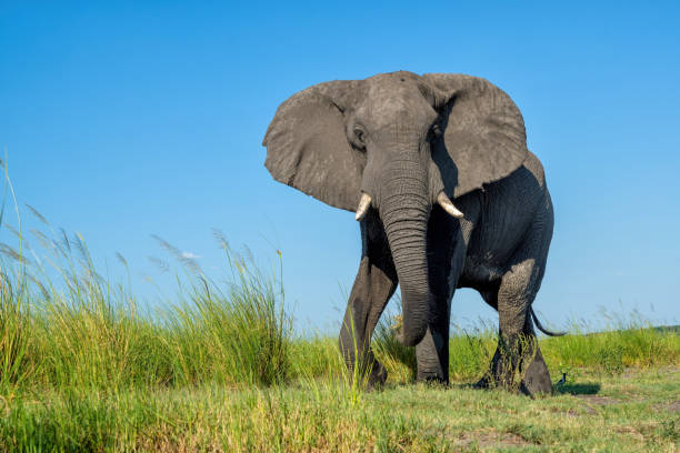 istock Close encounter with a bull elephant at the Chobe River 2181537562