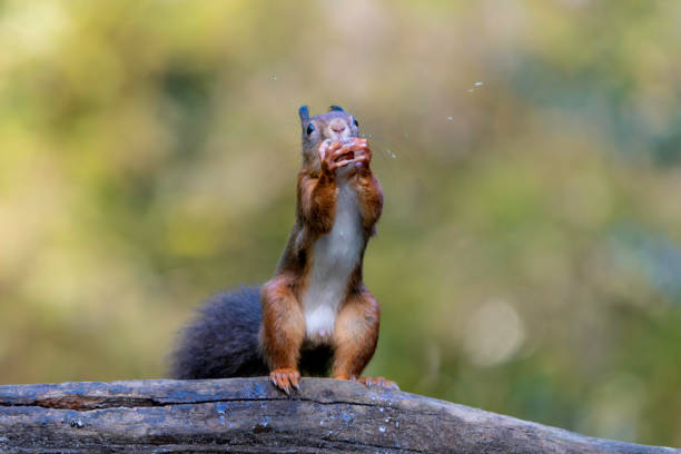 Eurasian red squirrel (Sciurus vulgaris) searching for food in the autumn in the forest in the South of the Netherlands.
