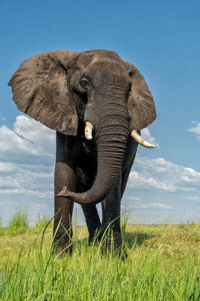 istock Close encounter with a bull elephant at the Chobe River 2181538297