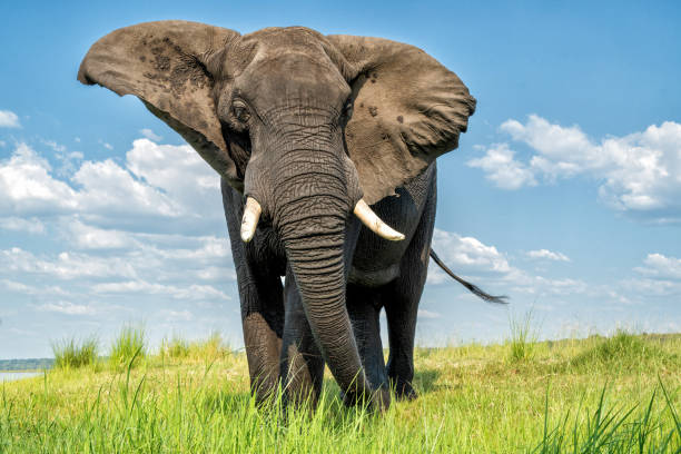 istock Close encounter with a bull elephant at the Chobe River 2181538388