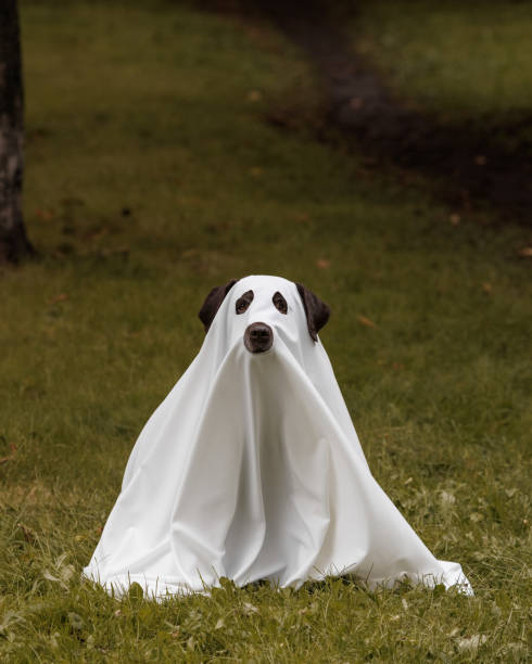istock Cute Labrador dog is dressed in Halloween ghost costume 2181538509