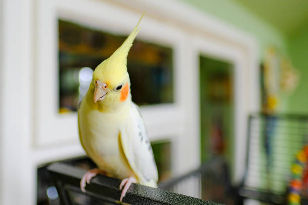 istock Tame male cocktail seen sitting on his open bird cage in a conservatory setting. 2181538736