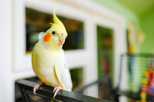 Tame male cocktail seen sitting on his open bird cage in a conservatory setting. stock photo