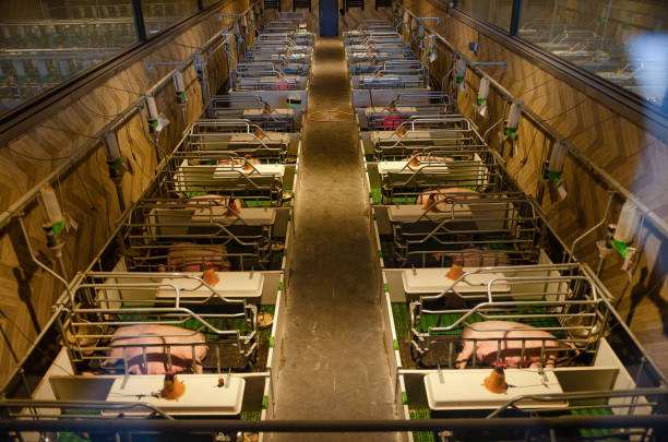 Pigs behind the Bars