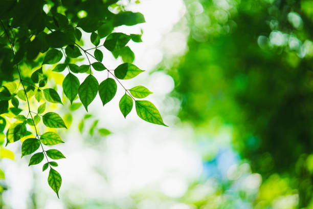 istock Closeup nature view of green leaf on sunlight 2181540039