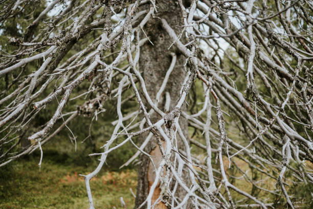 This photo series captures the extensive damage caused by the European spruce bark beetle (Ips typographus) on spruce trees in Finland, highlighting the intricate galleries left by the beetles as they disrupt vital tree tissues. The images reveal the broader effects of climate change on boreal forests, where rising temperatures and drought have intensified beetle infestations. Together, these photos offer a close look at the ecological toll on Nordic woodlands amid shifting environmental pressures.
