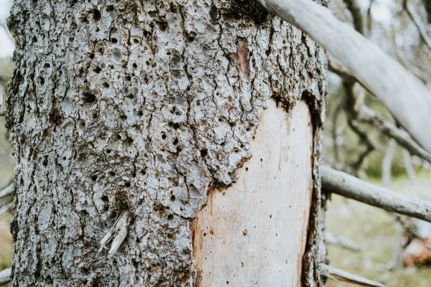 istock Tree Mortality and Climate: Ips typographus in Changing Nordic Woodlands 2181542858
