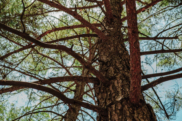 pine tree body view in perspective to top from bottom, dry branches, coniferous forest
