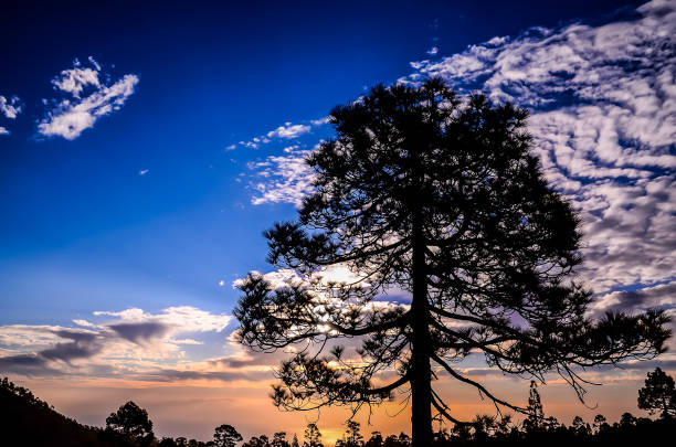 A tree is silhouetted against a blue sky with a sun setting in the background. The sky is filled with clouds, creating a moody atmosphere
