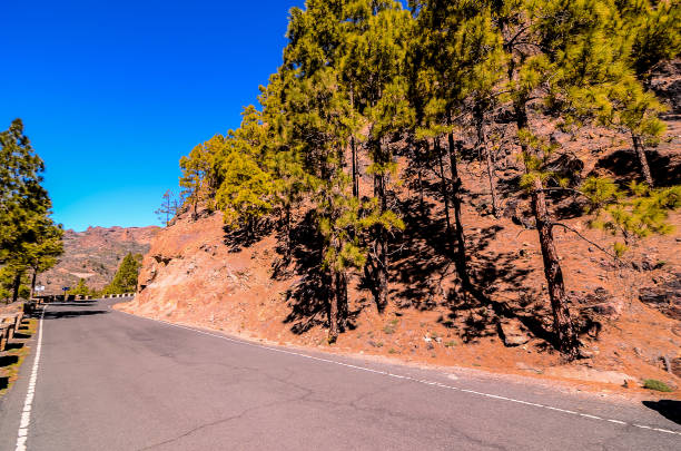 A road with trees on the side and a blue sky in the background. The road is empty and there are no cars on it