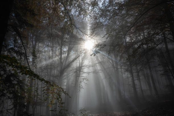 istock Sunbeams in fog in an autumn forest 2181545408