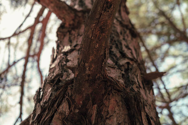 pine tree body view in perspective to top from bottom, dry branches, coniferous forest