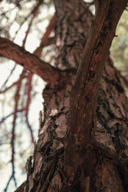 Gazing upwards, towering trees dominate the sky, their branches forming a mesmerizing canopy. Sunlight filters through the lush foliage, creating a tranquil and enchanting atmosphere in the forest.
