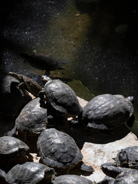 Cute turtles at the zoo