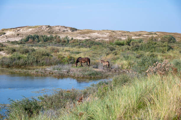 istock Wild horses at a small lake in a dune landscape 2181549038