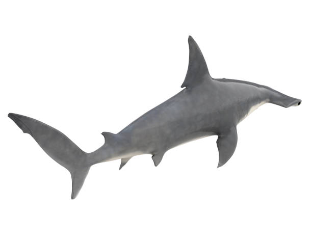 istock Hammerhead Shark Isolated 2181549777