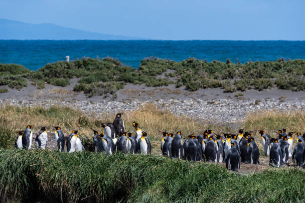 istock King penguin colony on Tierra de Fuego 2181549989