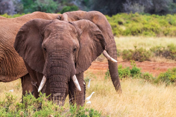 istock African elephant in Samburu National Reserve 2181550055