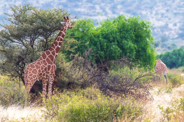 Close-up of Reticulated Giraffe - Giraffa camelopardialis reticulata- grazing in the Samburu national reserve, Kenya