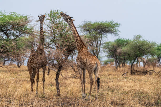 istock Masai Giraffe in the Serengeti 2181550070