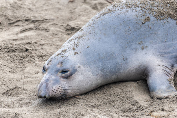 istock At the Elephant Seal Vista Point 2181550078