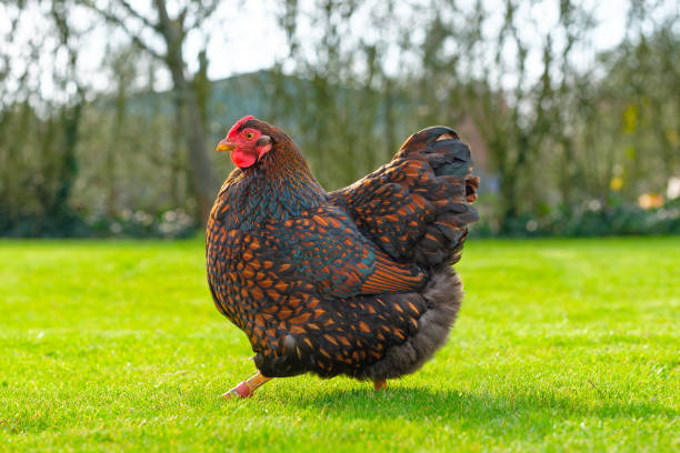 Healthy, free range Wyandotte hen seen running in her large back garden. stock photo