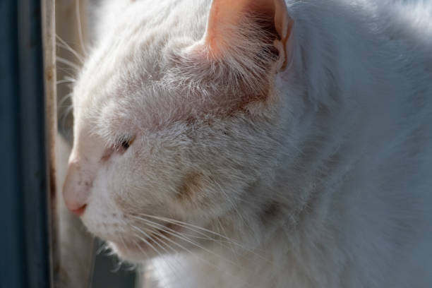 istock Man petting white fat cat in garden 2181559776