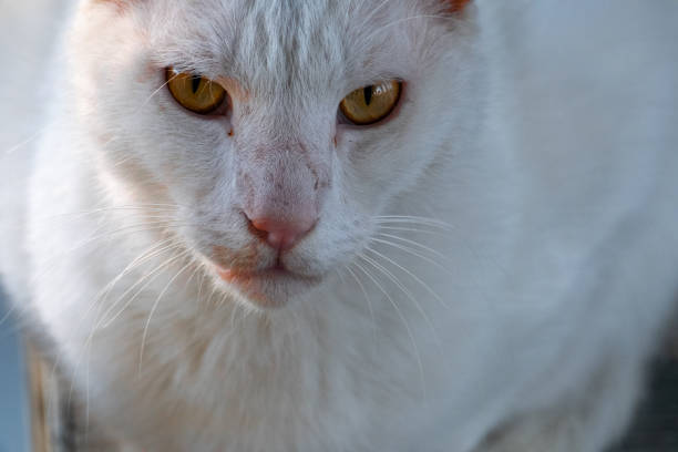 Close-up shot of a beautiful white cat with striking yellow eyes and a pink nose, captured in a natural outdoor setting.