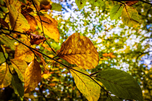 The Netherlands is stunning in autumn. With beautiful falling leaves, endless flat landschapes.