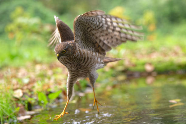istock Eurasian sparrowhawk bathing in a pond 2181561188