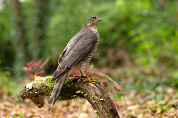 istock Female sparrowhawk in the woods 2181561305