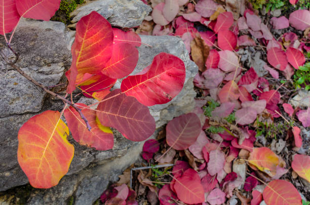 Red and Yellow Autumn Leaves Nature Detail - Cluster of colorful vibrant red leaves with yellow out of focus leaves in background.