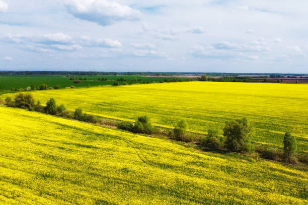 istock Picturesque rapeseed fields under a cloudy sky. Rape crops in a farm field, aerial view. 2181563331