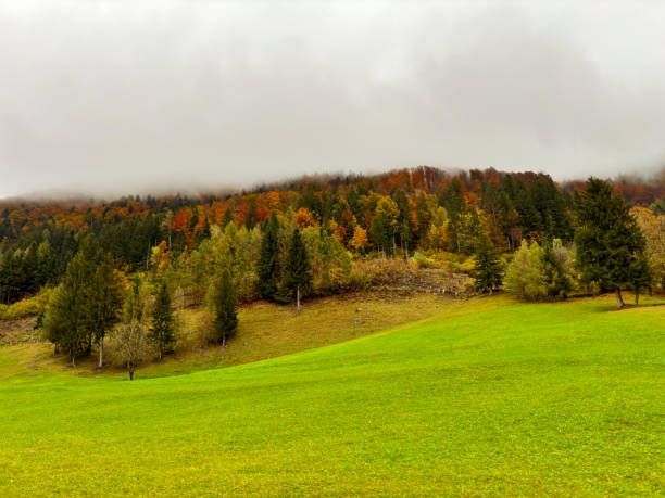 colorful autumn background. autumn landscape. lush green meadows. misty forest. vibrant fall foliage. contrast colors. foggy sky. peaceful, atmospheric scene. fall aesthetic