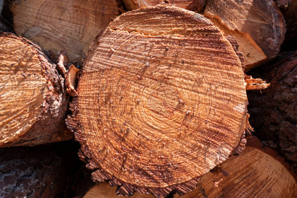 Texture of pine logs in pile for wood industry