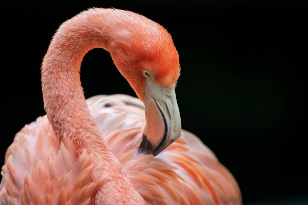 istock Flamingo close-up with elegant neck curve. 2181566845