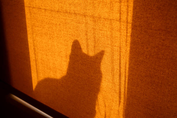 cat close-up with sun shadow from behind curtain