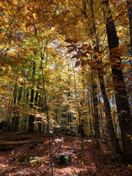 istock Catskills Mountains near Kaaterskill Falls in October in New York State. 2181567851