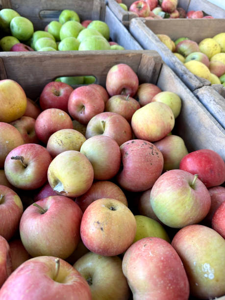 istock Fresh Farm Grown Apple Harvest Crop 2181568493