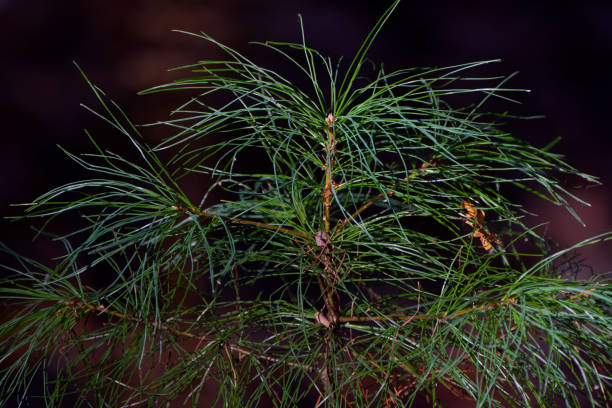 istock Seedlings of white pine 2181568509