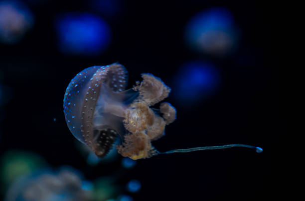 istock A jellyfish is floating in the water 2181568524