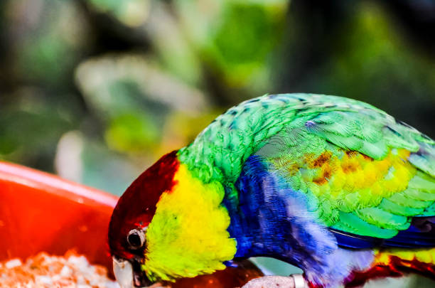 A colorful parrot is eating from a red bowl. The bird has a green and yellow head and a red and green body