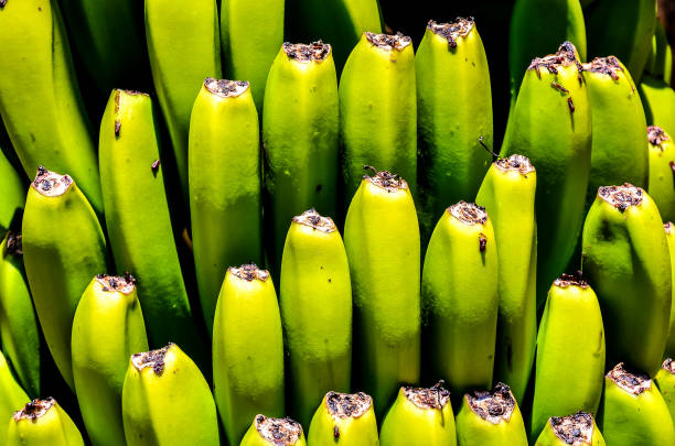 Large bunch of unripe green bananas hanging from a stalk on a banana tree