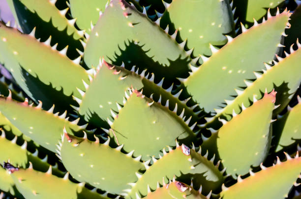 A green plant with spiky leaves. The leaves are arranged in a spiral pattern, and the plant appears to be a cactus. The spiky leaves give the plant a unique and interesting appearance
