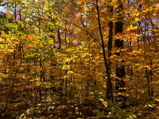istock Catskills Mountains near Kaaterskill Falls in October in New York State. 2181569647