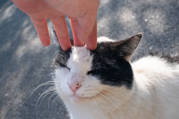 istock Man petting black and white fat cat in garden 2181570190