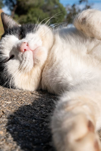istock Man petting black and white fat cat in garden 2181570617