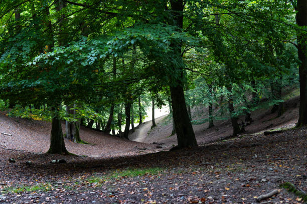 istock beautiful forest bordered by a green field, top view of the river 2181571025